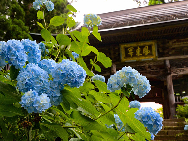 あじさい寺　高源院