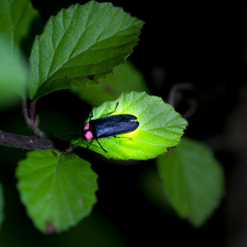 Fireflies of Togari