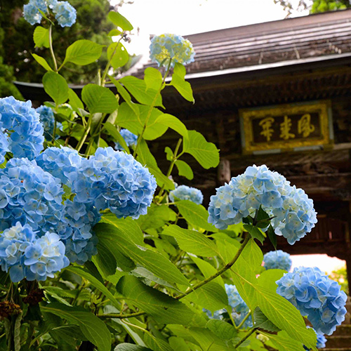 高源院