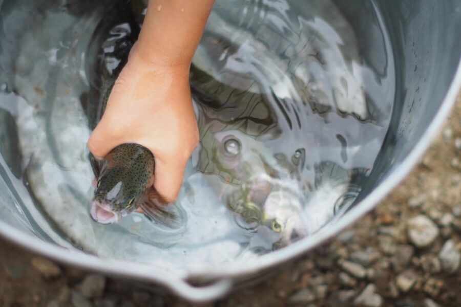 魚のつかみ取り